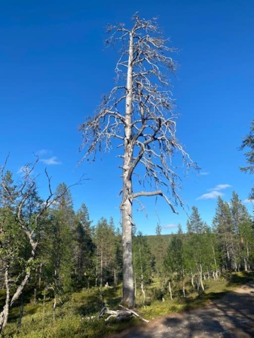 Seitapolku 12 Villa Saariselkä Zewnętrze zdjęcie