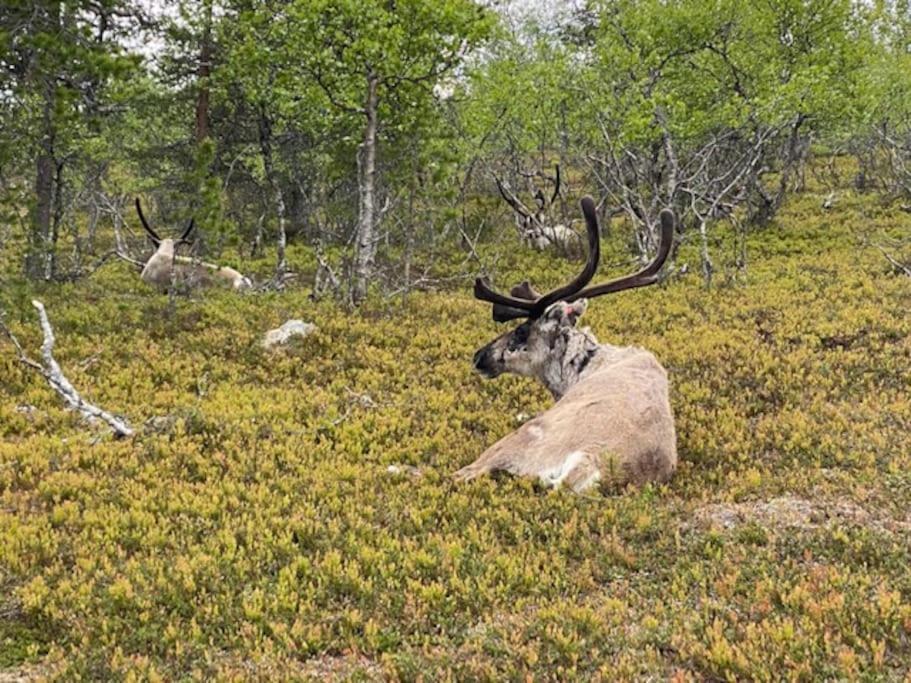 Seitapolku 12 Villa Saariselkä Zewnętrze zdjęcie